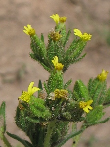 Madia glomerata